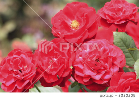赤い薔薇 3030209