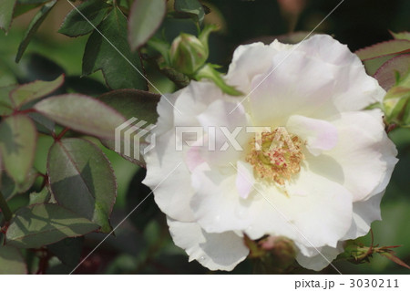 薔薇 3030211