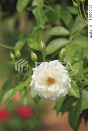 白い薔薇 3030219