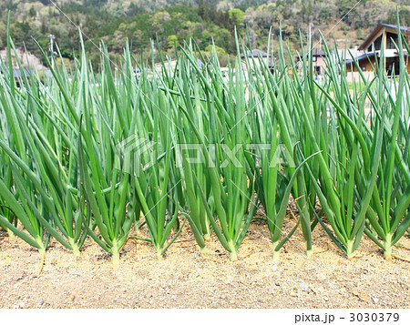 ねぎ ねぎ 3030379