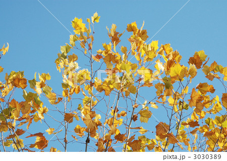 黄色い紅葉 黄色い葉 スズカケの木の写真素材