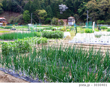 家庭菜園 3030401
