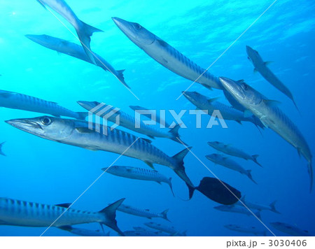 壮大な魚の群れ 壮大な魚の群れ 3030406