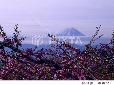 20904 富士山 桃の花 20904 富士山 桃の花 3030721