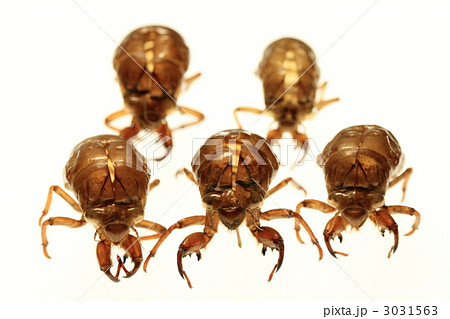 空蝉クインテット 空蝉クインテット 3031563