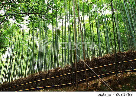 竹林 3031768