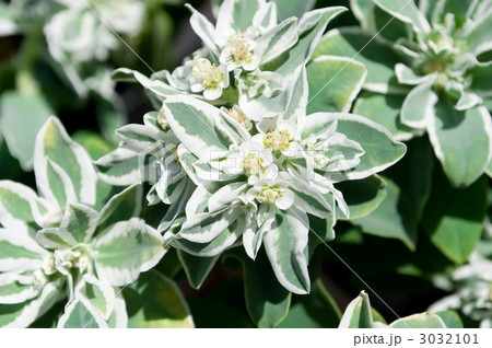 ユーフォルビア（初雪草） 3032101