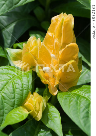 パキスタキス・ルティア 3032131