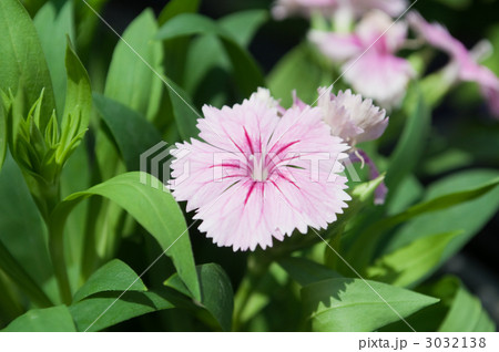 ナデシコ 3032138