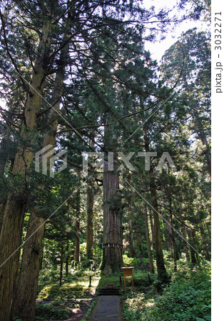 羽黒山散歩・羽黒山参道の爺杉 羽黒山散歩・羽黒山参道の爺杉 3032271