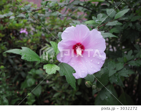 ムクゲ ムクゲ 3032272