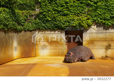気持ちよさそうに寝るカバ 気持ちよさそうに寝るカバ 3032277