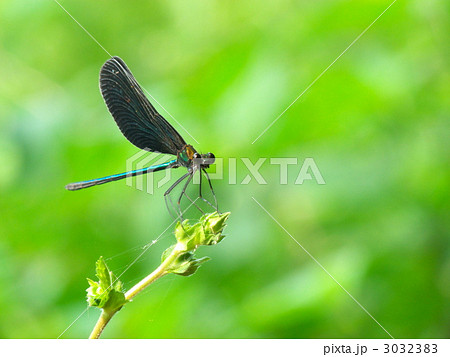 ハグロトンボ ハグロトンボ 3032383
