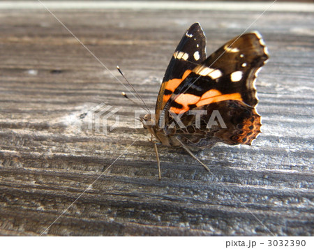 アカタテハ 3032390