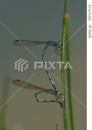 ホソミオツネントンボの産卵 3032412