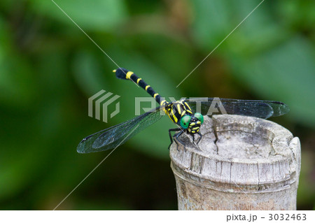 オニヤンマ 3032463