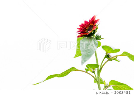 ヒマワリ 3032481