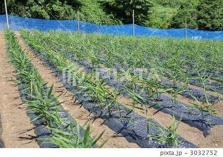 生姜畑 3032752