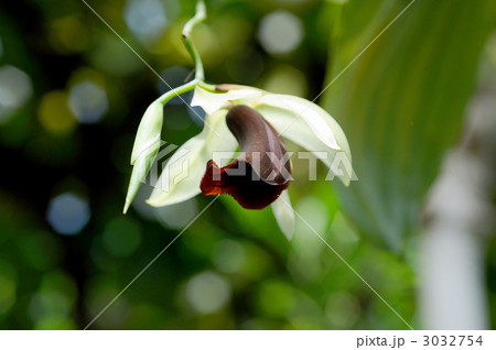 セロジネ　ウシタナ 3032754