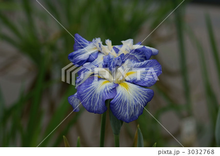 花菖蒲　宇宙 3032768