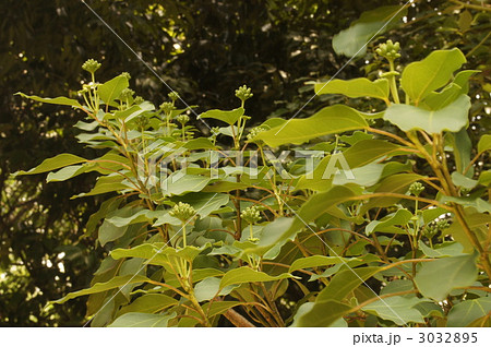 カクレミノ 3032895