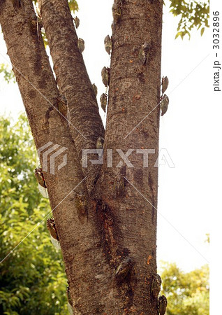 せみしぐれ 3032896