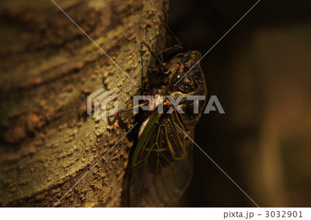 真夏の昼下がり 3032901