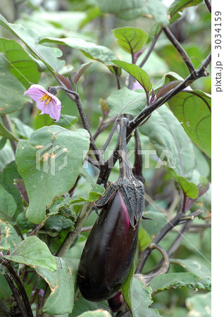 茄子の実 3034159