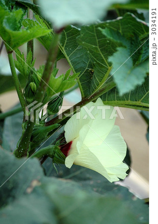 オクラの花 3034191
