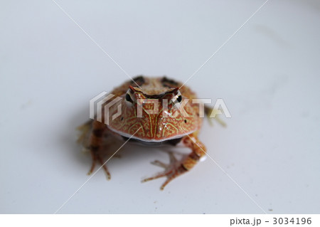 アマゾンツノガエル 3034196