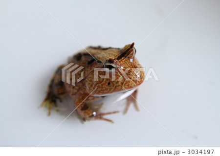 アマゾンツノガエル アマゾンツノガエル 3034197