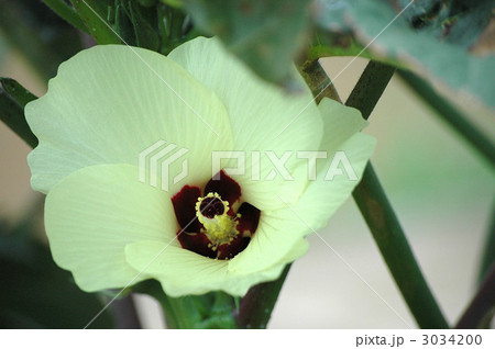オクラの花 オクラの花 3034200