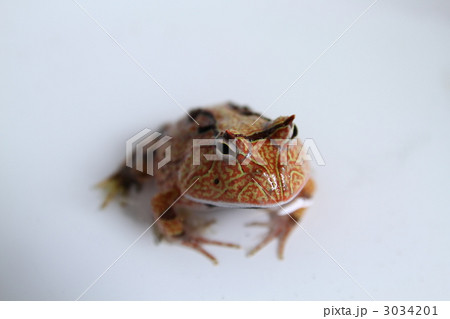 アマゾンツノガエル 3034201