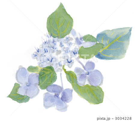 紫陽花 3034228