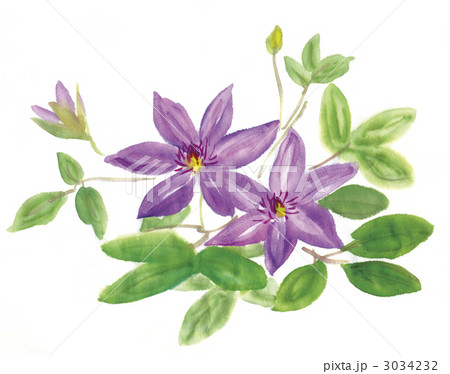 クレマチス クレマチス 3034232