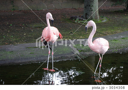 番いのフラミンゴ 3034308