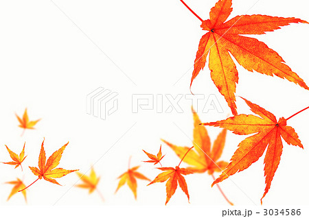 葉 もみじ 紅葉の写真素材