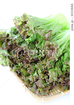 サニーレタス 3034666