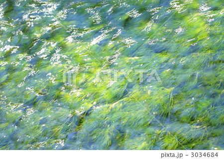 バイカモ 3034684