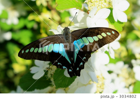 アオスジアゲハ 3034802