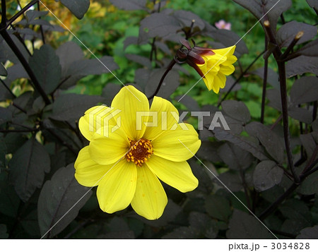 ダリア（ミッドナイトムーン） 3034828