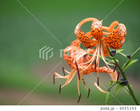 オニユリ 3035143