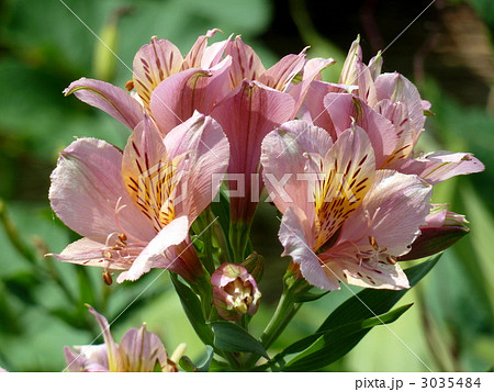 アルストロメリア アルストロメリア 3035484