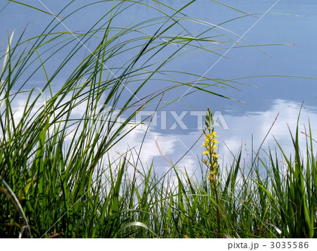 尾瀬国立公園　尾瀬ヶ原の池塘に咲くキンコウカ 3035586
