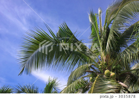 椰子と青空 3035878