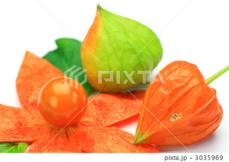 ホオズキ 3035969