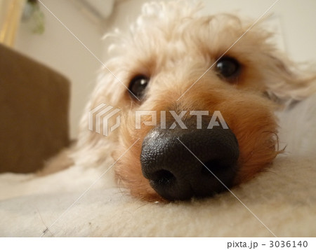 はなでかちゃん はなでかちゃん 3036140