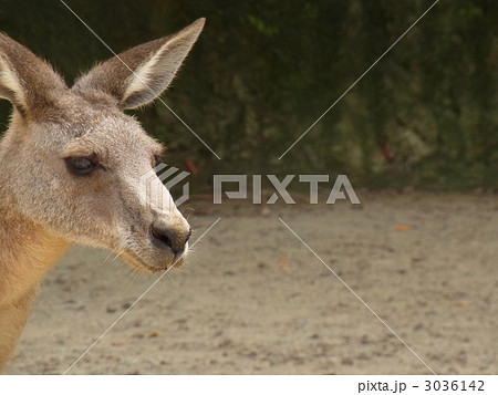 オオカンガルー オオカンガルー 3036142