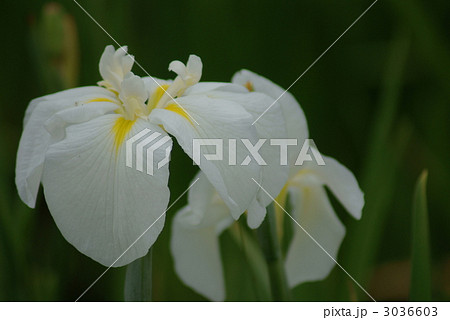 花菖蒲　五三の月 3036603