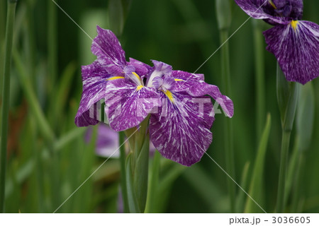 花菖蒲 仙女の洞 花菖蒲 仙女の洞 3036605